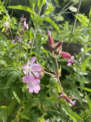 Silene dioica