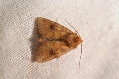 Atypha pulmonaris