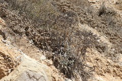 Dudleya virens insularis