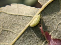 Macrodiplosis qoruca