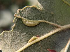 Macrodiplosis qoruca