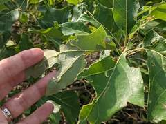 Macrodiplosis qoruca