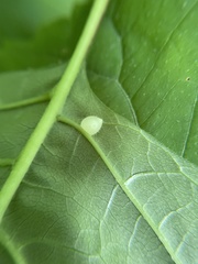 Dasineura collinsoniae