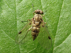 Chrysopilus splendidus