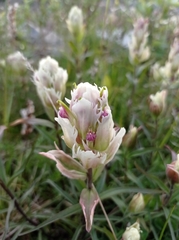 Castilleja lapponica