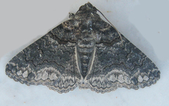 Pericyma atrifusa