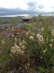 Castilleja lapponica