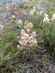 Castilleja lapponica
