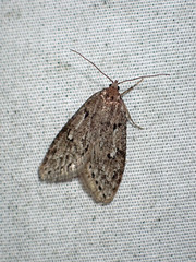 Semioscopis