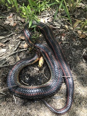 Farancia erytrogramma