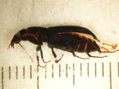 Rhytisternus miser