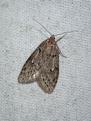 Semioscopis