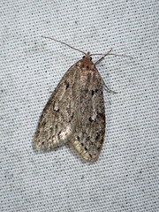 Semioscopis