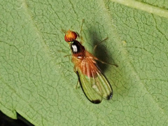 Temnosira saltuum