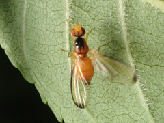 Temnosira saltuum