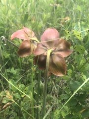 Sarracenia purpurea