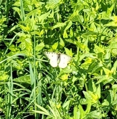 Parnassius