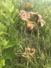Sarracenia purpurea