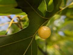Amphibolips nubilipennis