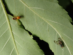 Palloptera umbellatarum