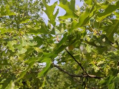 Amphibolips nubilipennis