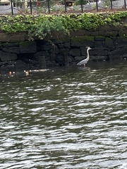 Ardea herodias