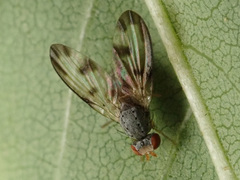 Palloptera umbellatarum