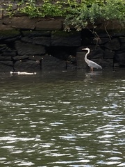 Ardea herodias