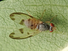 Palloptera umbellatarum