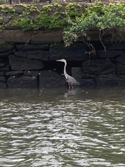 Ardea herodias