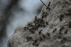 Polybia occidentalis