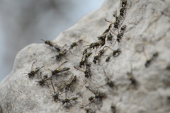 Polybia occidentalis