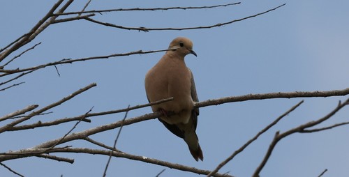 photo of Mourning Dove (Zenaida macroura)