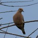 photo of Mourning Dove (Zenaida macroura)