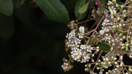 photo of Toyon (Heteromeles arbutifolia)