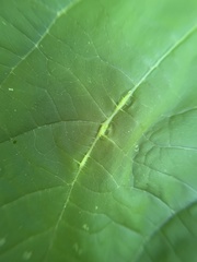 Lasioptera collinsonifolia