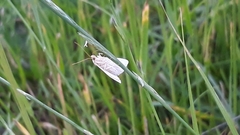 Rivula sericealis