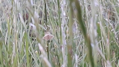 Rivula sericealis