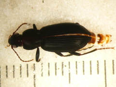 Rhytisternus miser