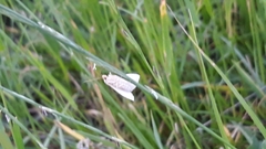 Rivula sericealis