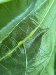 Lasioptera collinsonifolia