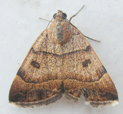 Plecopterodes moderata