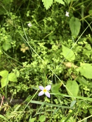 Houstonia serpyllifolia