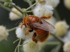 Xylocopa griswoldi