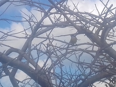 Coereba flaveola caboti