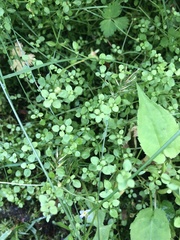 Houstonia serpyllifolia