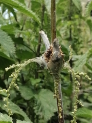 Aglais urticae