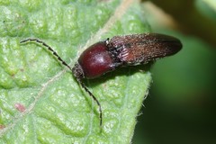 Melanotus clandestinus