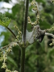 Aglais urticae