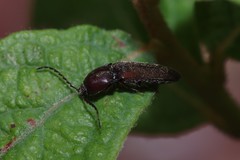 Melanotus clandestinus